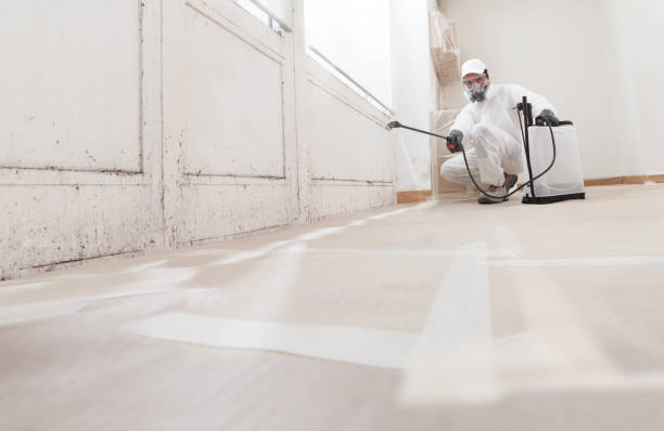 Black mold remediation team in Haddon Heights